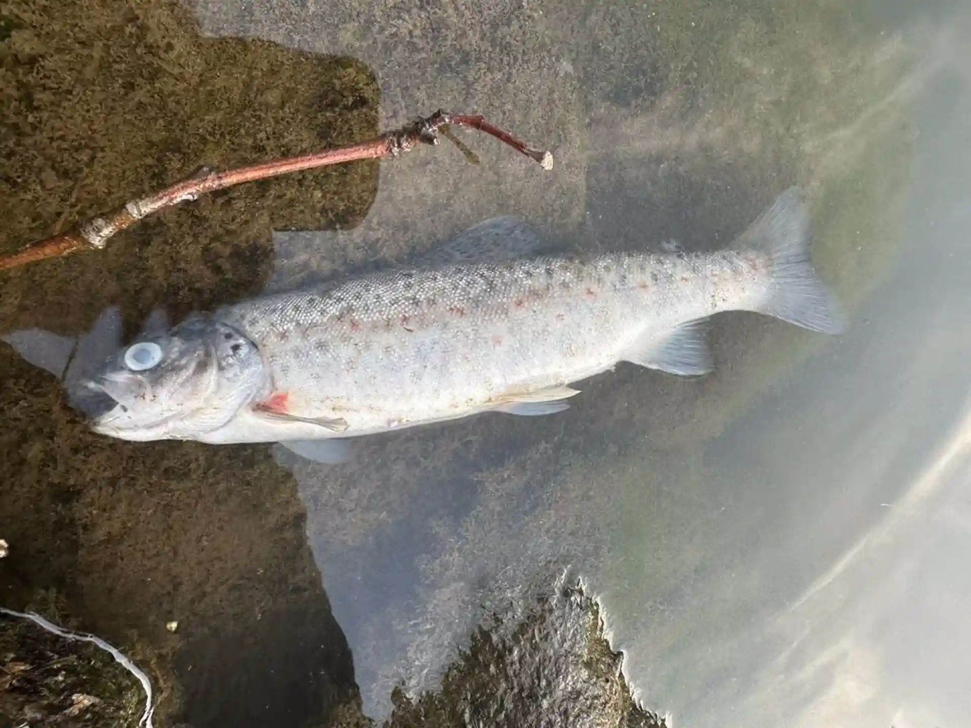 Cientos de peces muertos en el Urumea, a la altura de Hernani / Foto: Eguzki