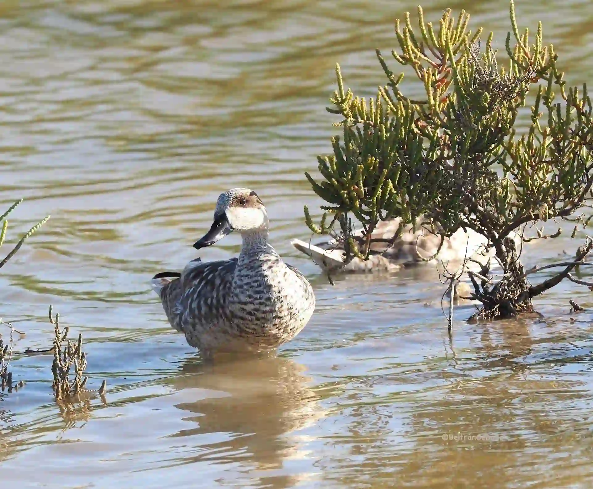 La cerceta pardilla encuentra nuevo hábitat / Foto: Holcim