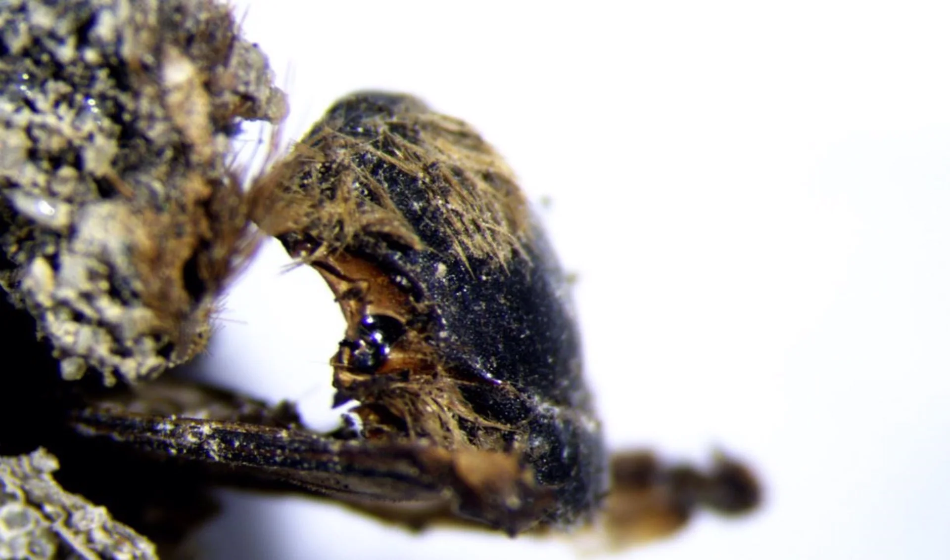 Imagen de una de las abejas momificadas hace 3.000 años, tomada con lentes binoculares, correspondiente a los detalles del dorso del ejemplar / Foto: Andrea Baucon
