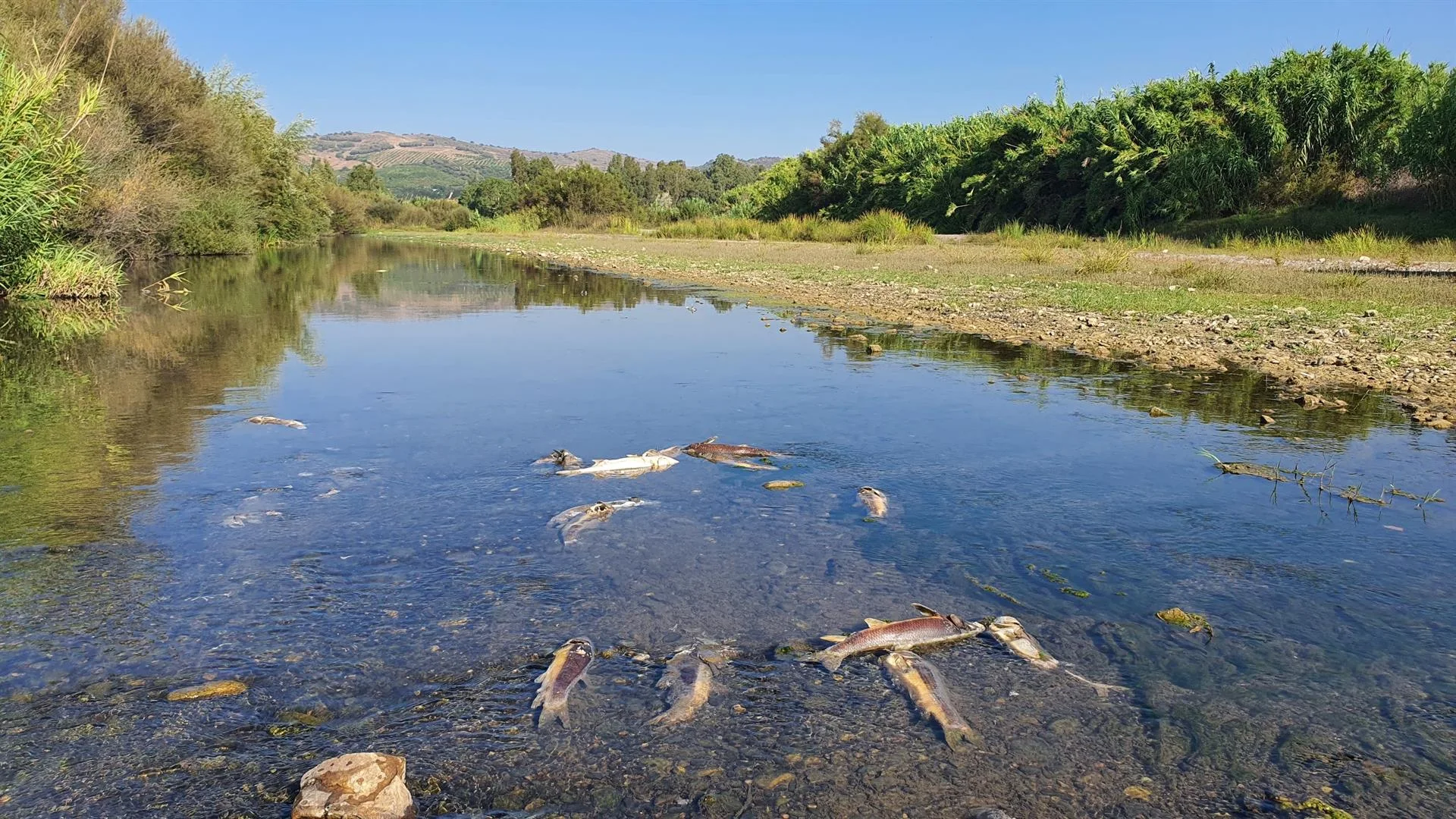 Peces muertos en el río Guadiaro / Foto: Verdemar Ecologistas en Acción