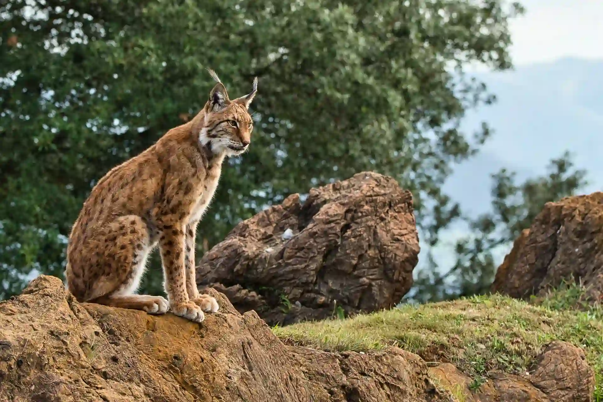 La acción de los furtivos se cobra cada semana un lince ibérico / Foto: PB