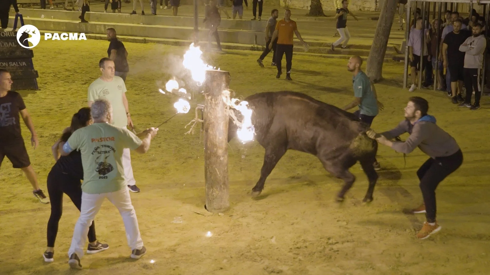 El 'bou embolat' suprimit de los festejos de El Verger (Alicante) / Foto: PACMA