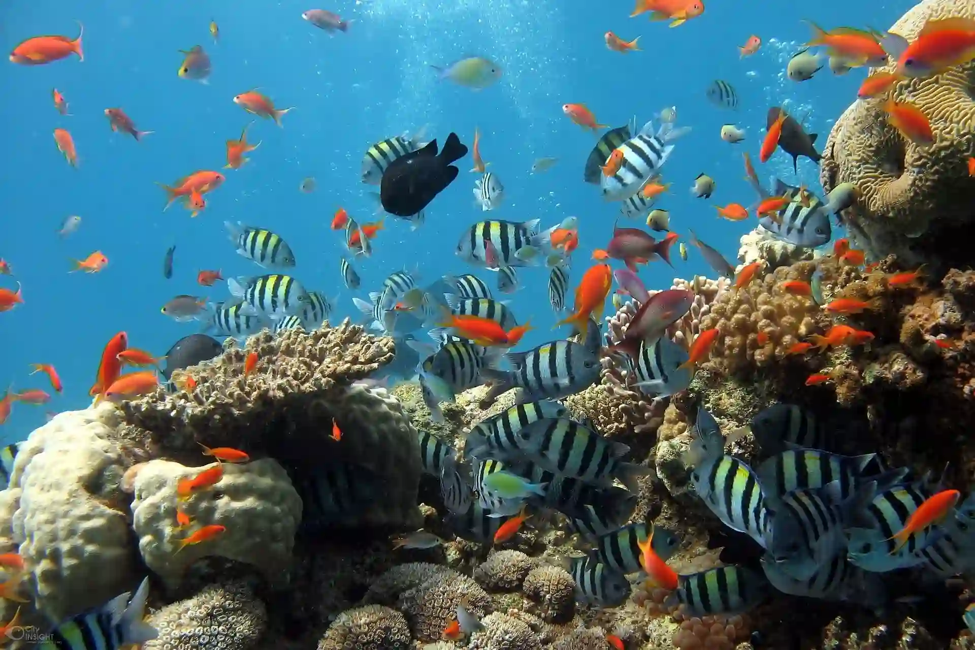 El futuro de las islas de arrecifes de coral y humedales costeros depende de que se cumpla el Acuerdo de París / Foto: PB