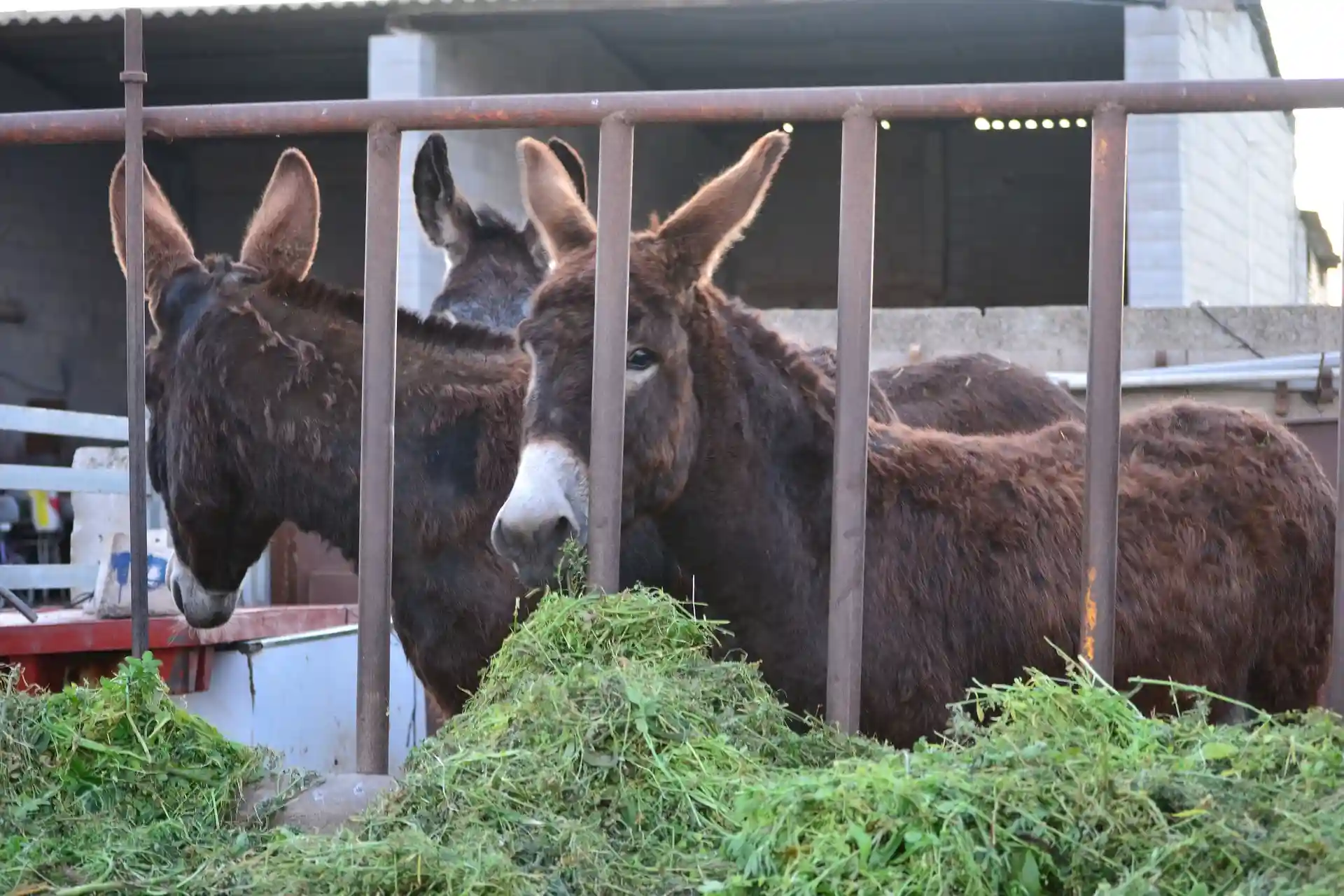 PACMA emprenderá acciones legales contra el maltrato de los burros en la carrera de Tricio / Foto: PB