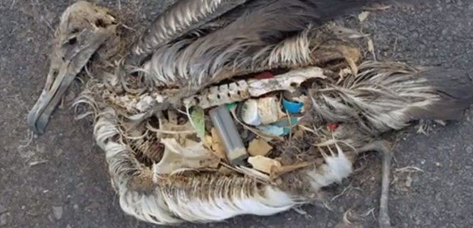 Un albatros muerto por ingestión de residuos en el archipiélago de Midway, en el Pacífico norte / Foto: Chris Jordan