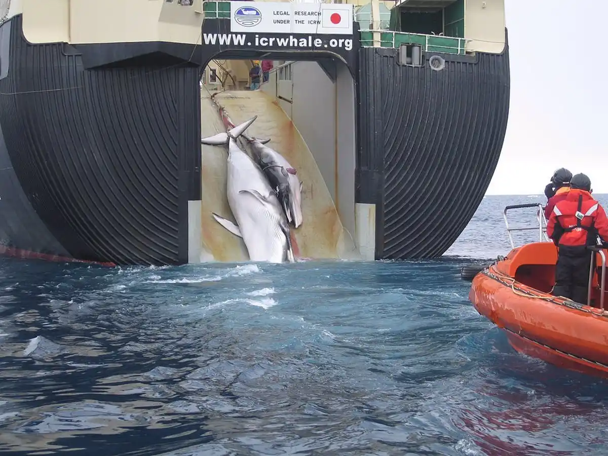 Islandia vuelve a pescar ballenas / Foto: EP