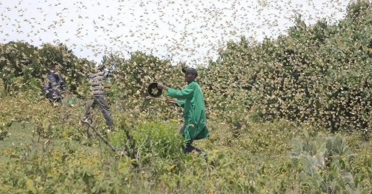 Plaga de langostas / Foto: EP