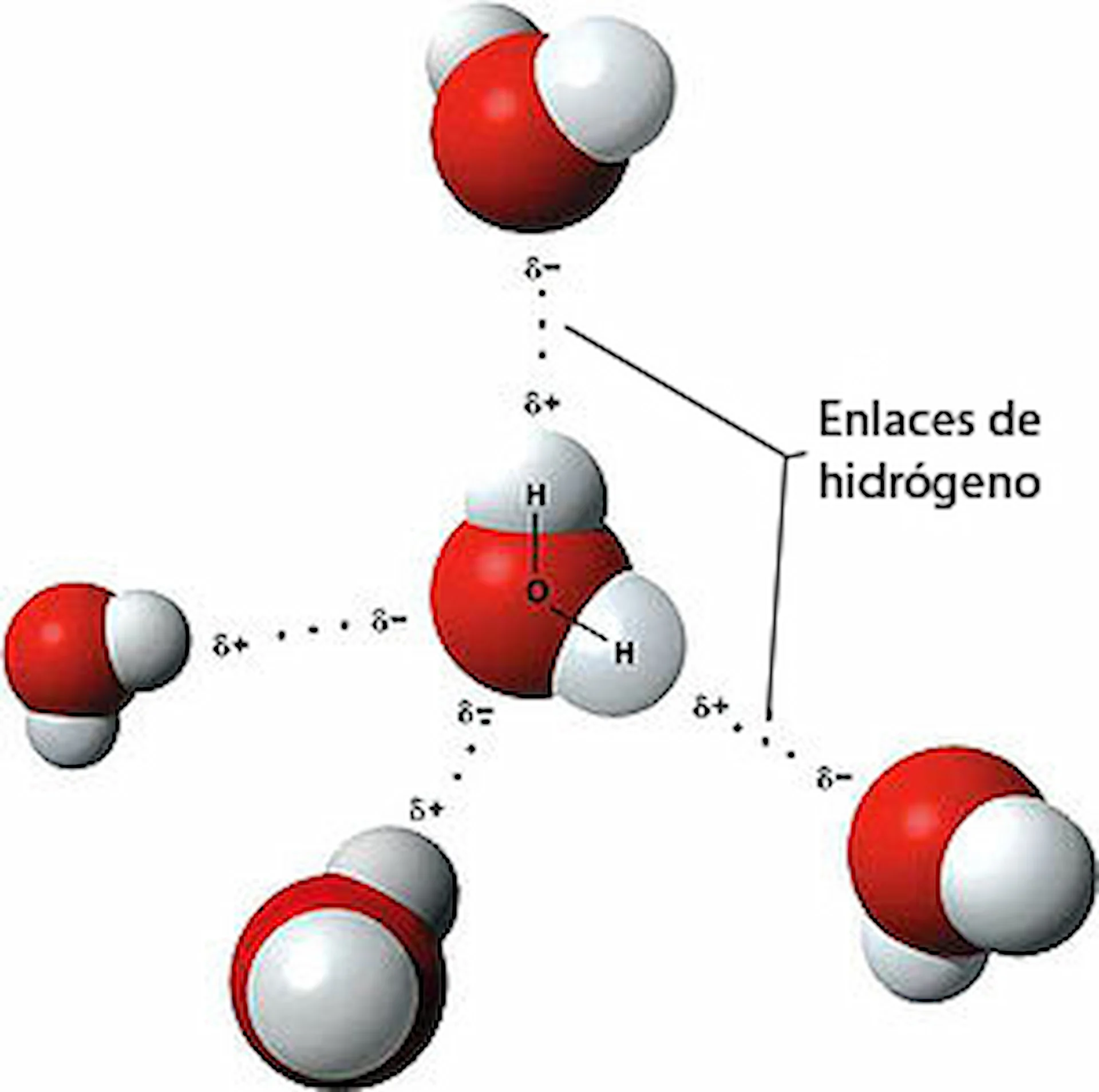 Molécula de H2O / Imagen: WM Molécula de H2O / Imagen: WM