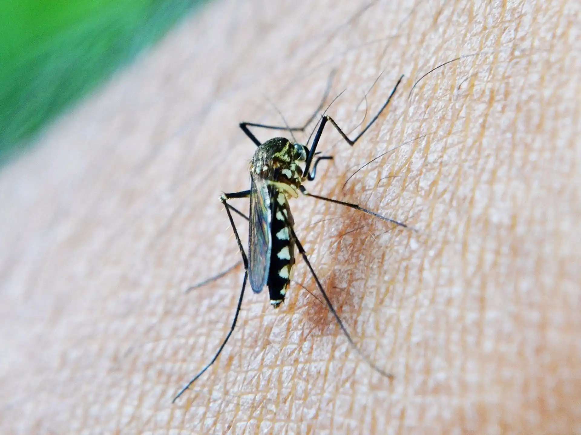 Presencia del Virus del Nilo Occidental en mosquitos capturados en municipios de Andalucía / Foto:  Junta de Andalucía
