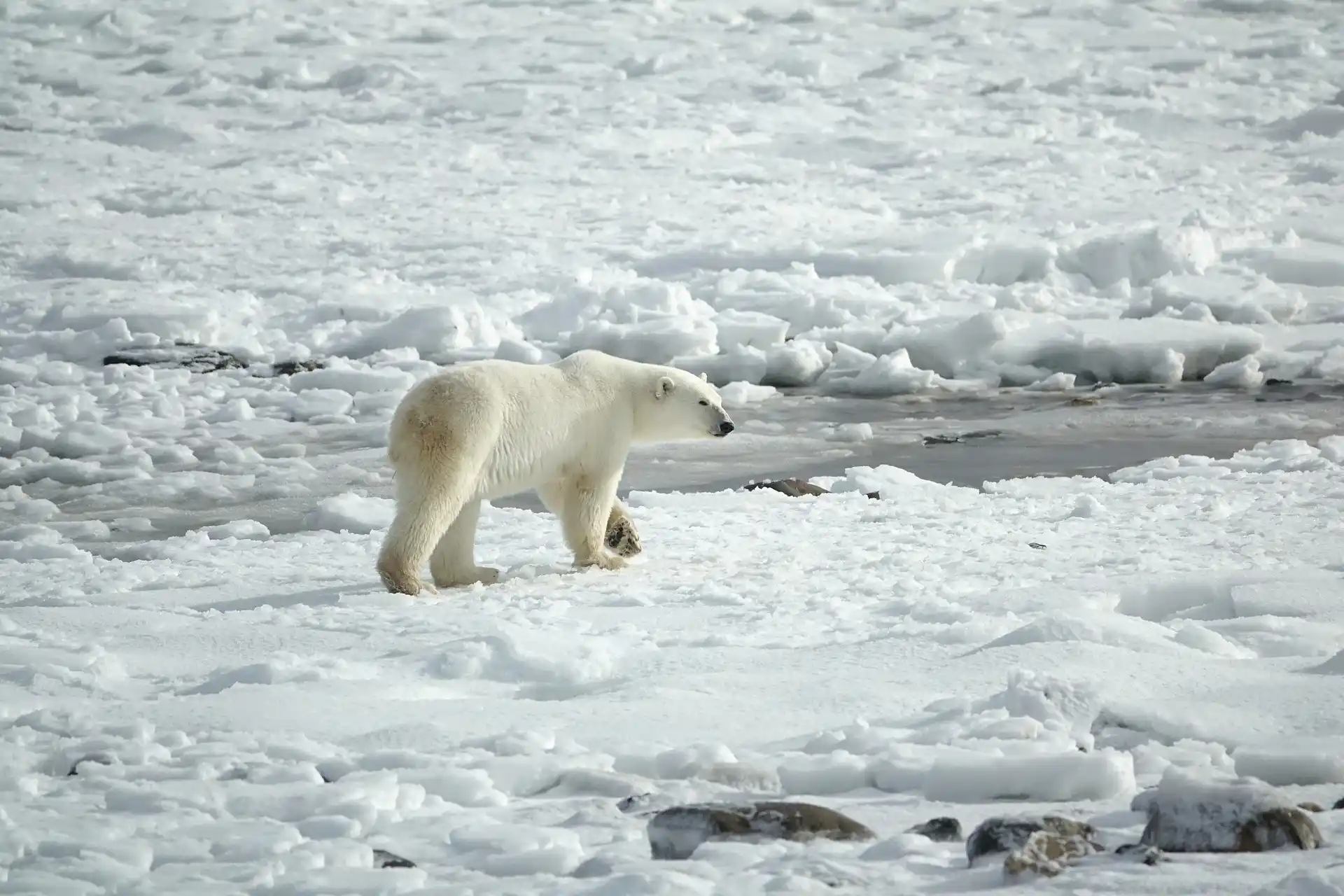 Ejemplar de oso polar camina sobre hielo / Foto: PB