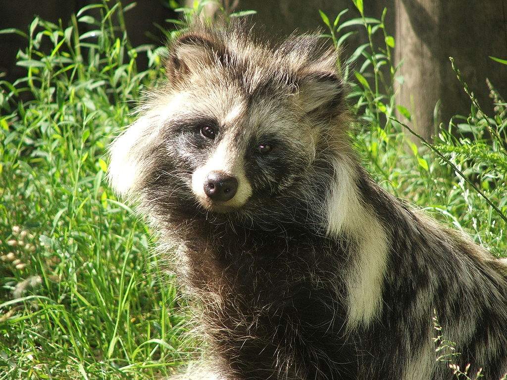 Perro mapache 'Nyctereutes procyonoides'