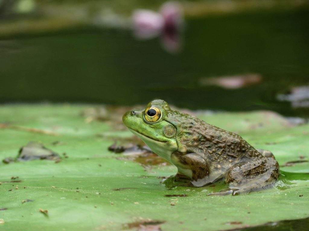 Rana toro 'Lithobates catesbeianus' Rana toro 'Lithobates catesbeianus'