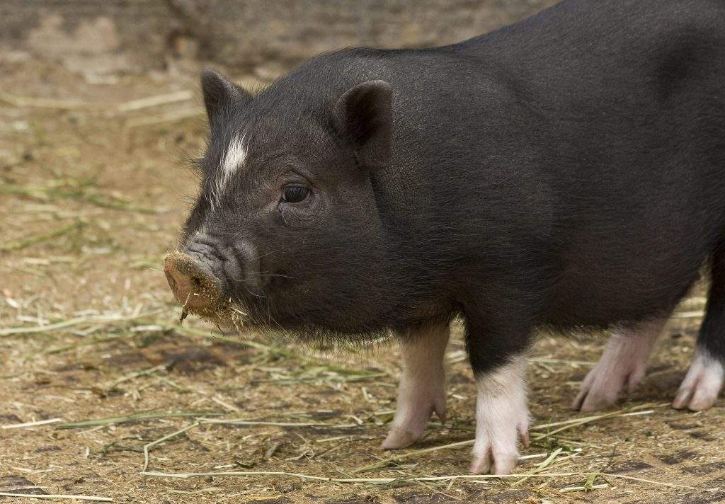 Cerdo vietnamita 'Sus scrofa var. domestica' Cerdo vietnamita 'Sus scrofa var. domestica'