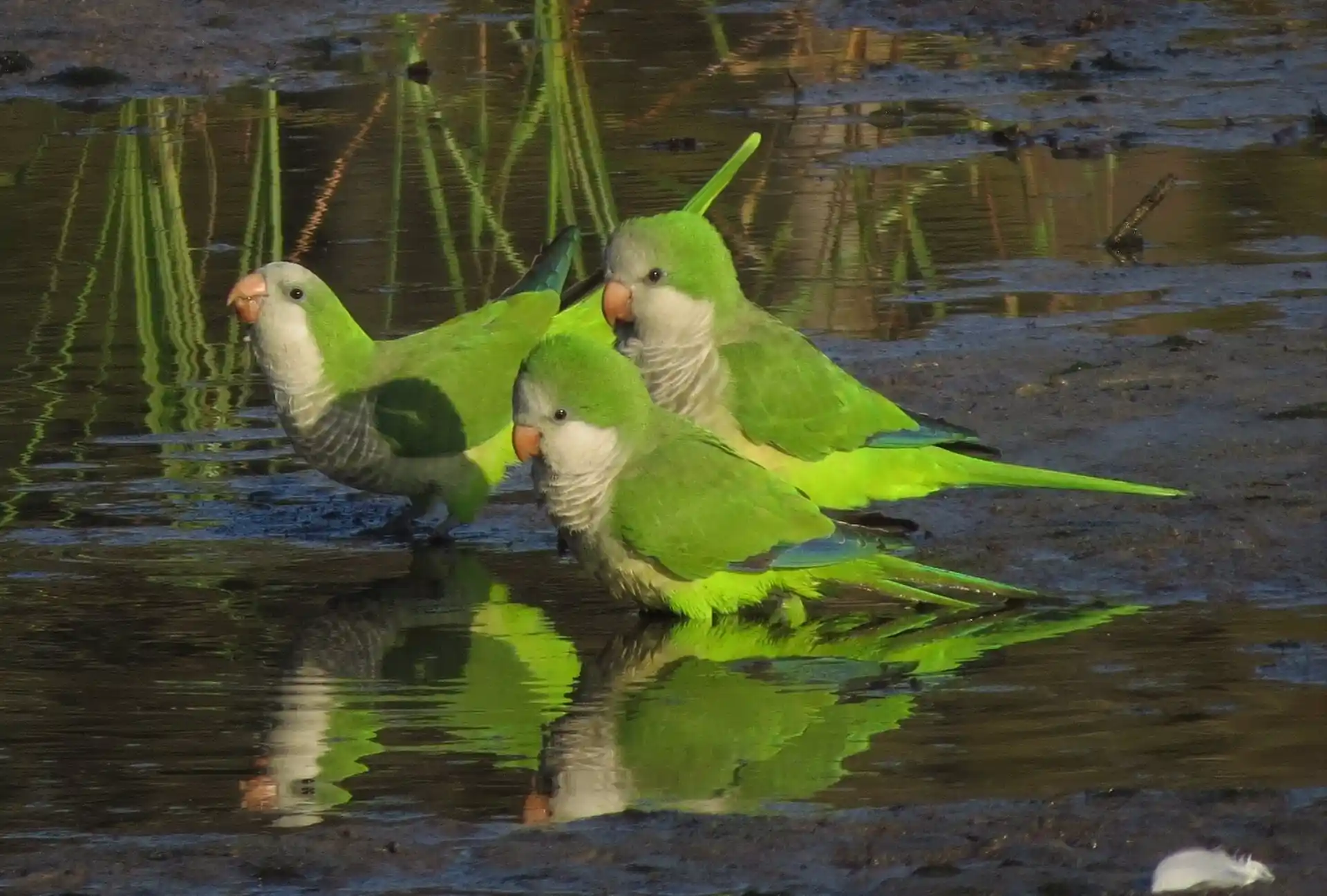 Catalunya crea lista negra de especies exóticas invasoras / Foto: EP