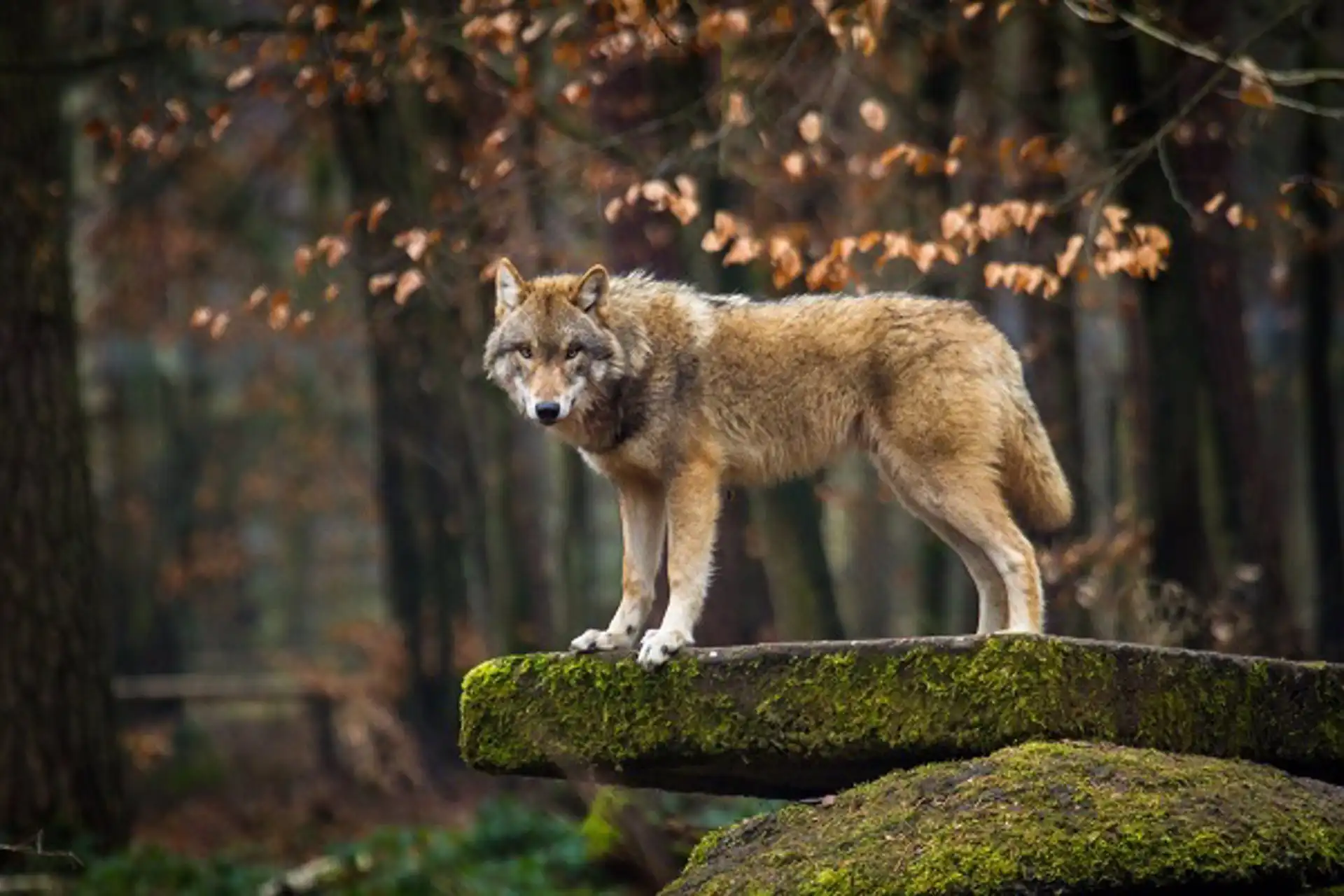 La UE estudia relajar las reglas de protección del lobo / Foto: UCM