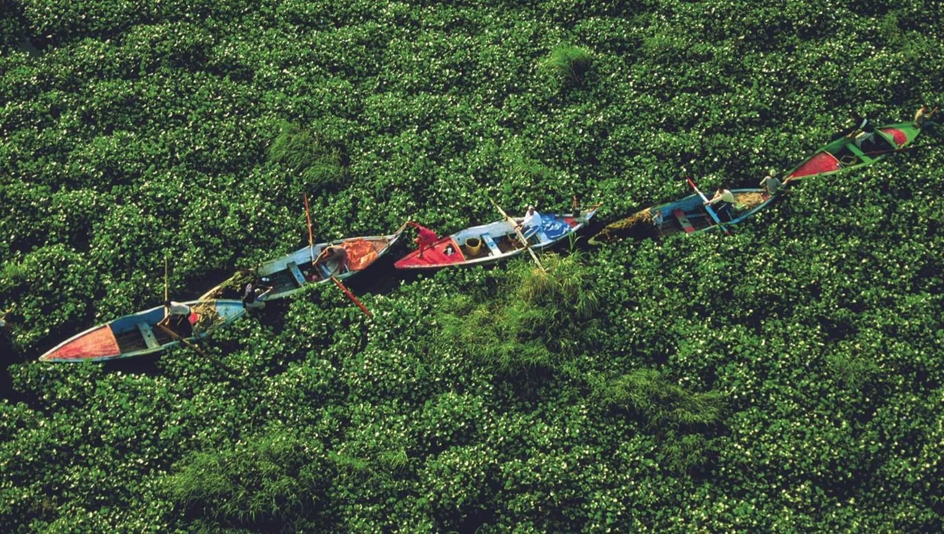 Plantas exóticas invasoras ciegan el cauce de un río / Foto: IPBES