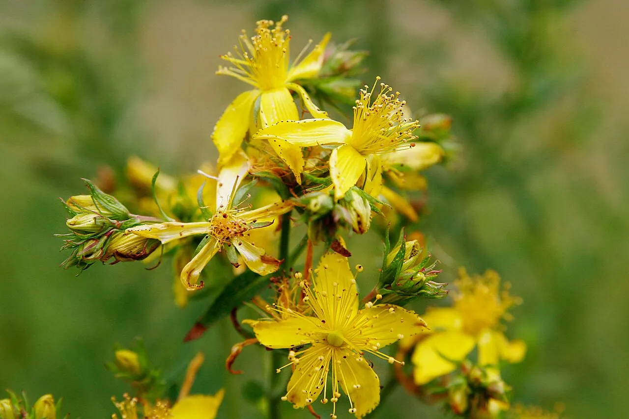 El 8% de las plantas de uso medicinal están amenazadas. Hierba de San Juan, 'Hypericum perforatum' / Foto: Wikipedia