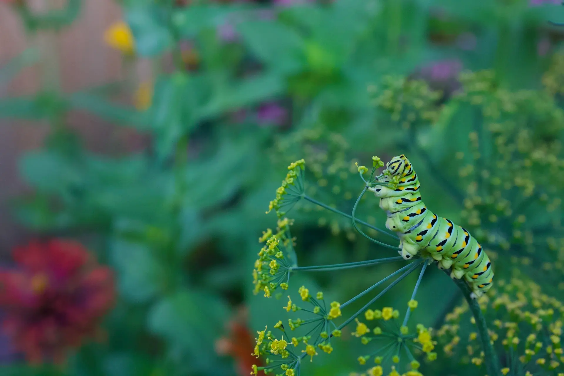 Un hongo conecta las raíces de las plantas con sus vecinas / Foto: PB