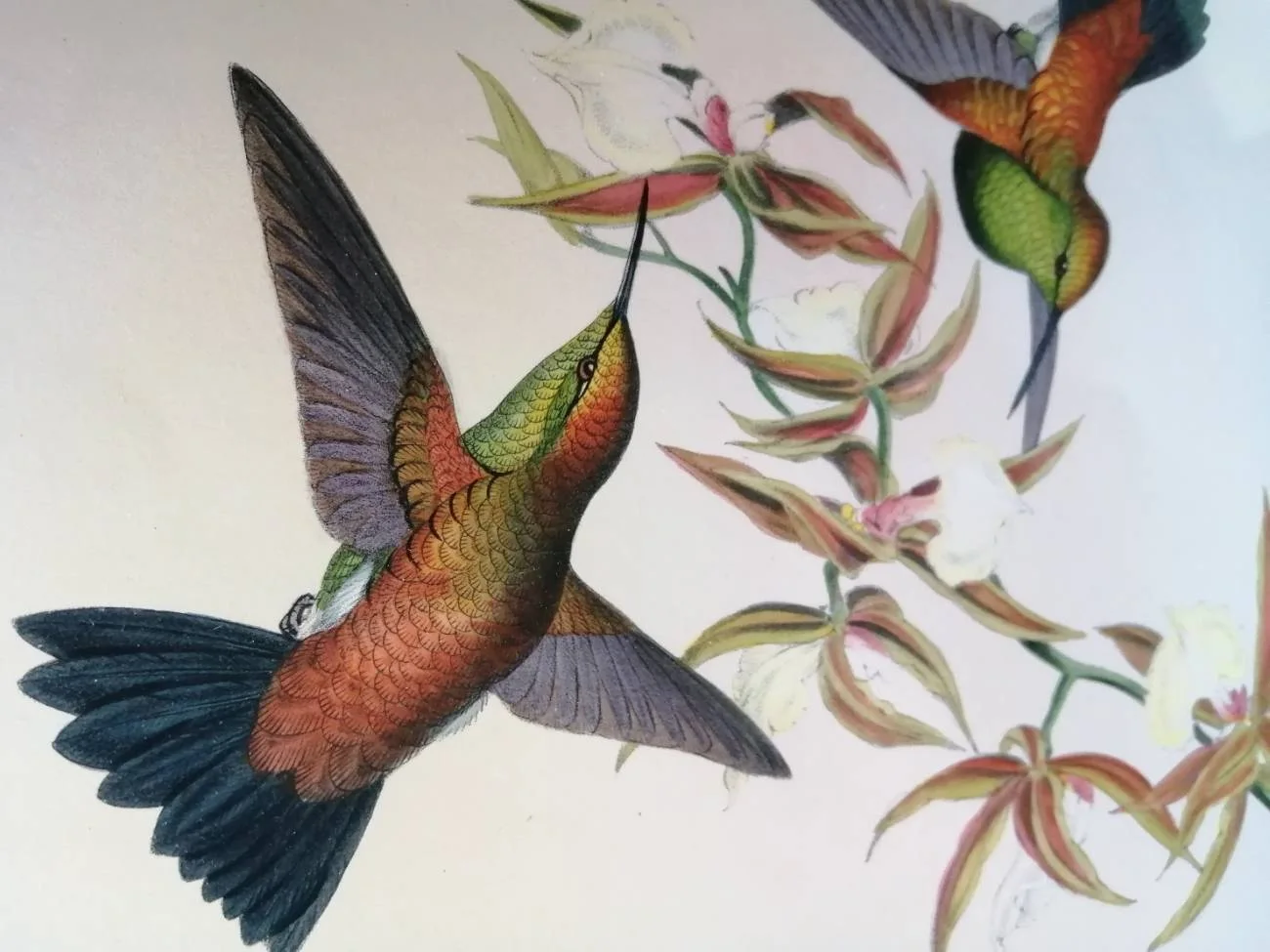 La ilustración científica se remonta a los estudios de la historia natural con Aristóteles. Obra del taxidermista e ilustrador británico John Gould (1804-1881) / Ilustración: MNCN