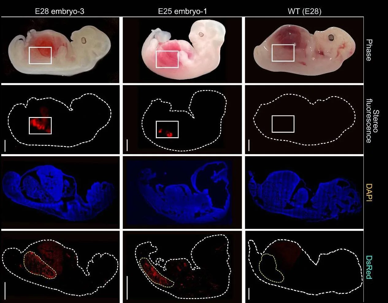 Células renales humanizadas en embriones de cerdo / Imagen:  Wang, Xie, Li, Li, and Zhang et al. - Cell Stem Cell