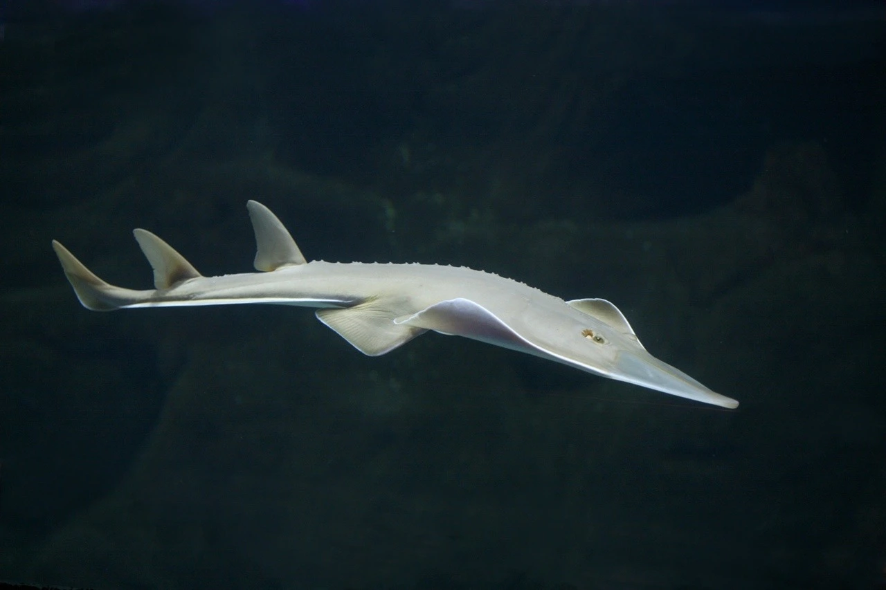 Área de conservación de tiburones y rayas, el litoral entre Alicante y Murcia. Pez Guitarra / Foto: Oceanogràfic de València