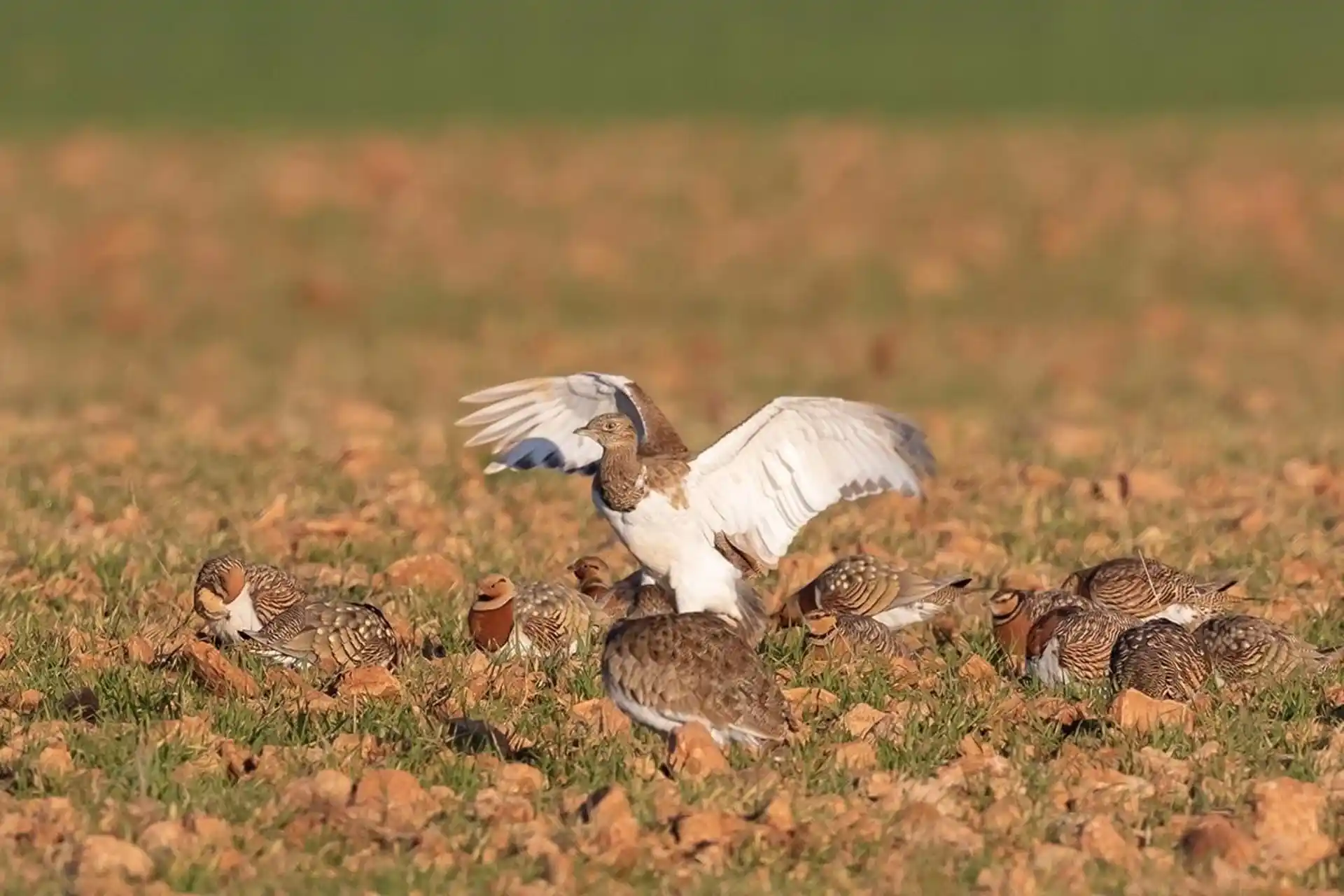 La protección del sisón común salvaguarda a otras aves esteparias / Foto: UAM