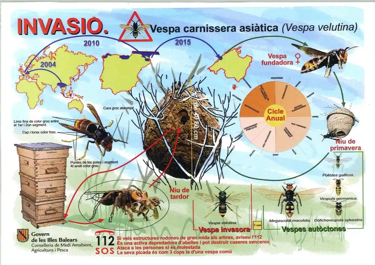 La vespa asiática 'Vespa velutina'
