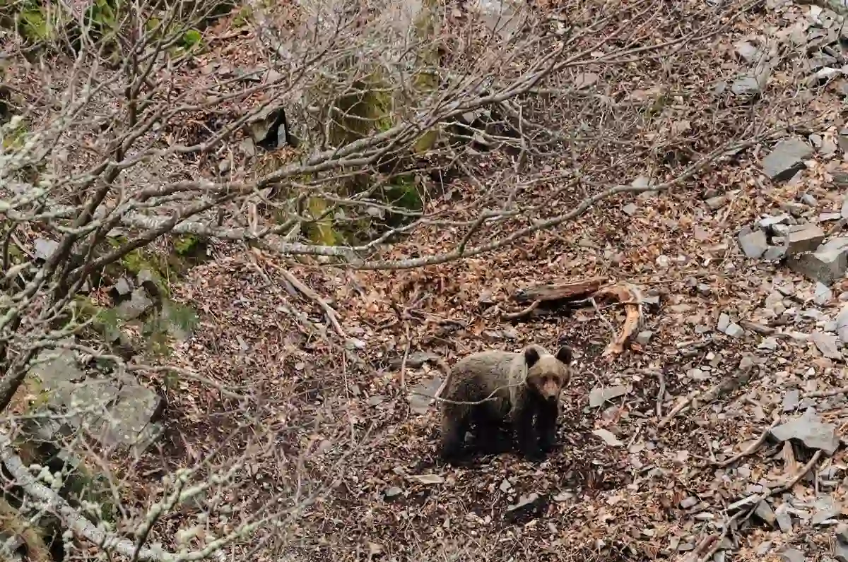 Oso joven se pasea por Campoo de Suso / Foto: Fundación Oso Pardo