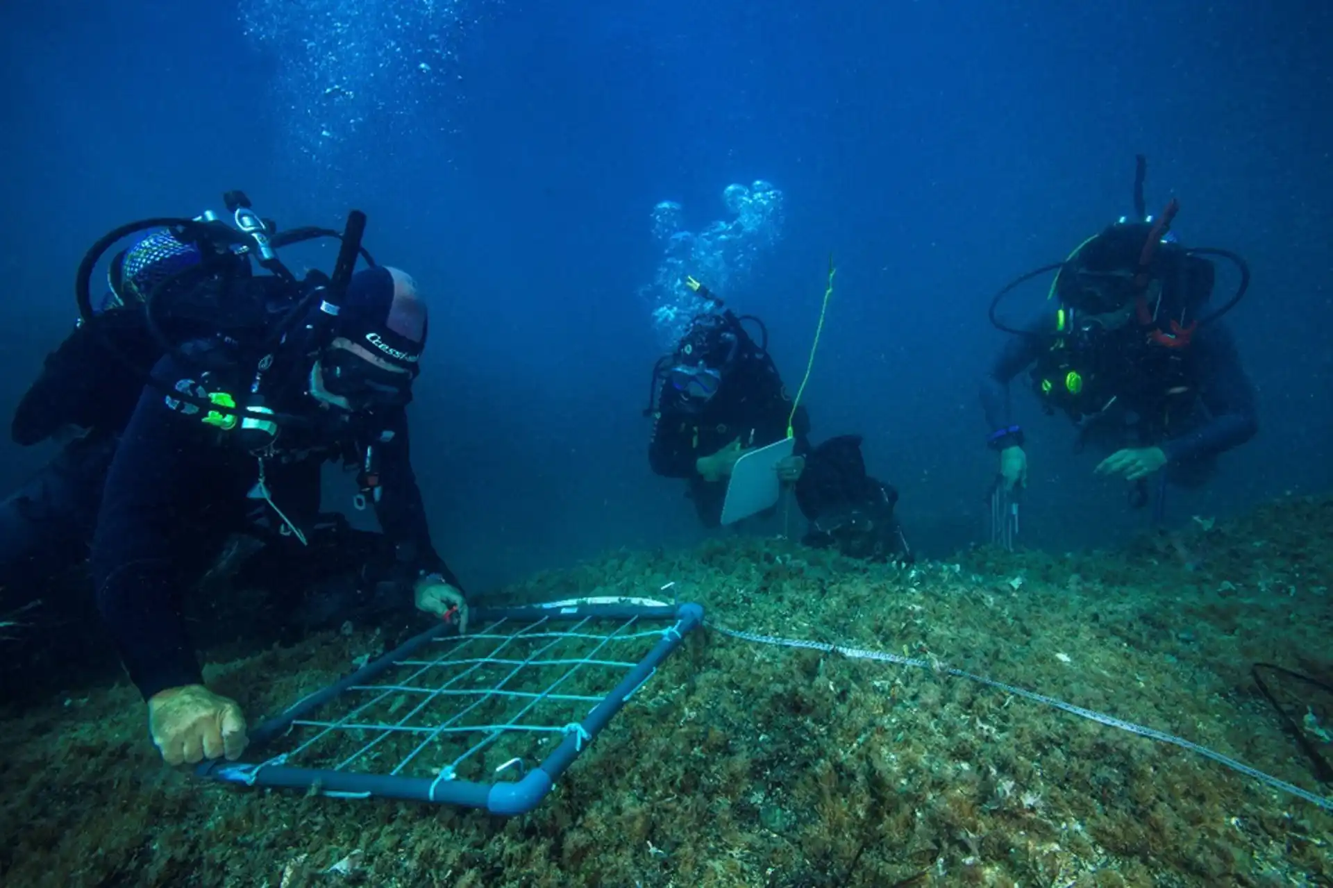 Replantación de posidonia en Ibiza / Foto: Blue Ibiza