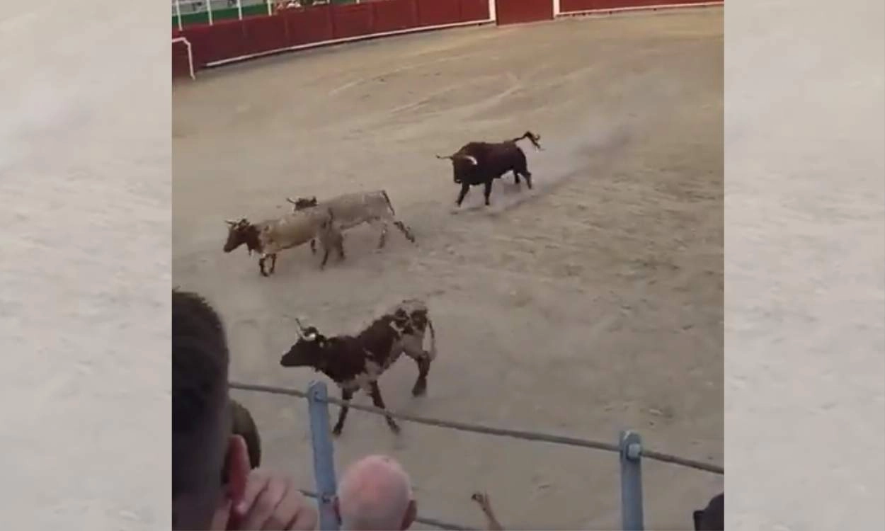 Un toro embiste a varios becerros en las fiestas de Barbastro / Foto: AntitaurinaHuesca