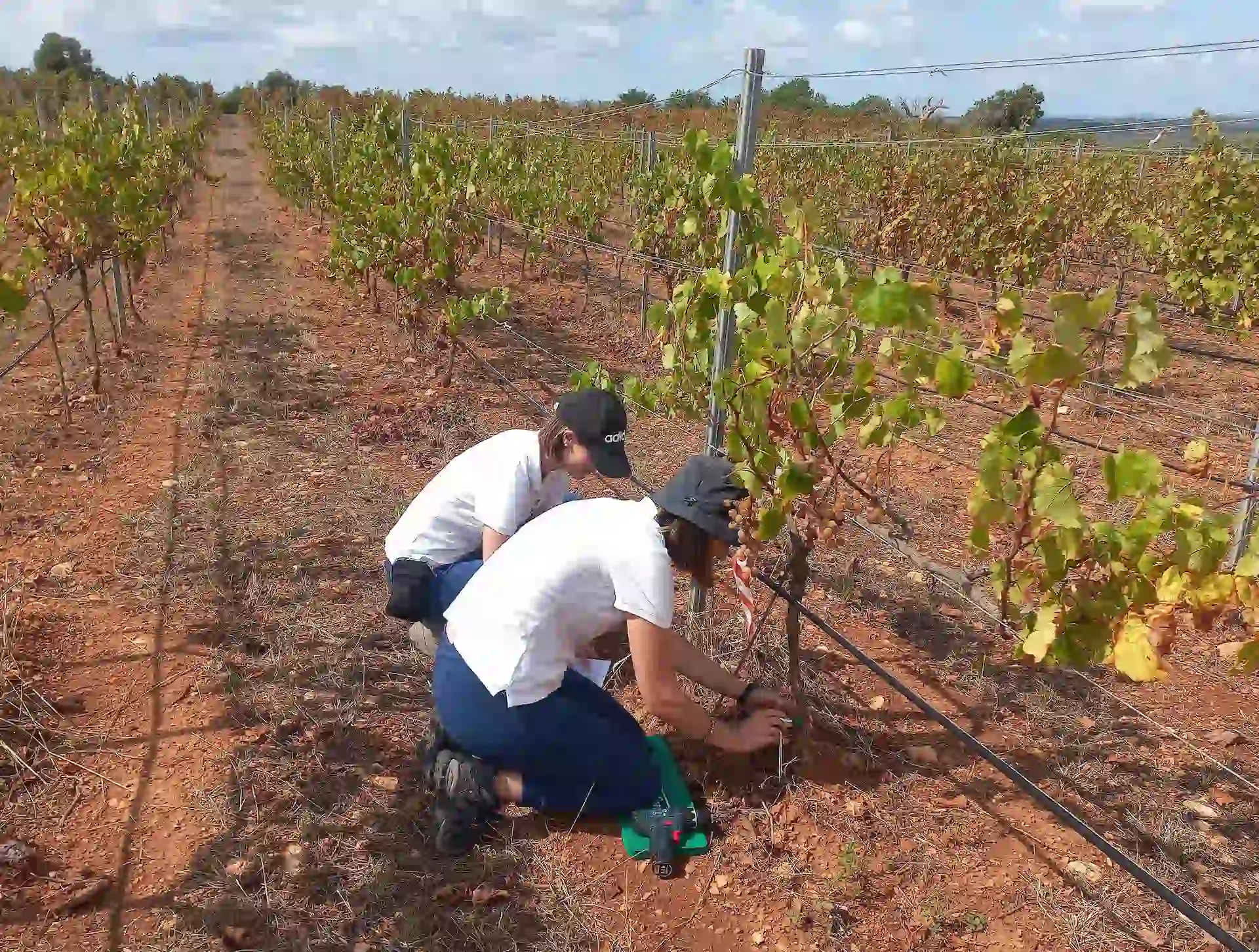 Cultivos de vid tratados en las Islas Baleares. Xylella fastidiosa / Foto: CSIC