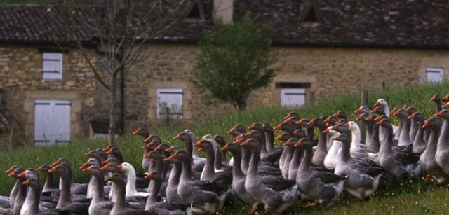 Ocas criadas en Francia para producir 'foiegras' mediante un proceso considerado muy cruel con los animales / Foto: Josep Cano