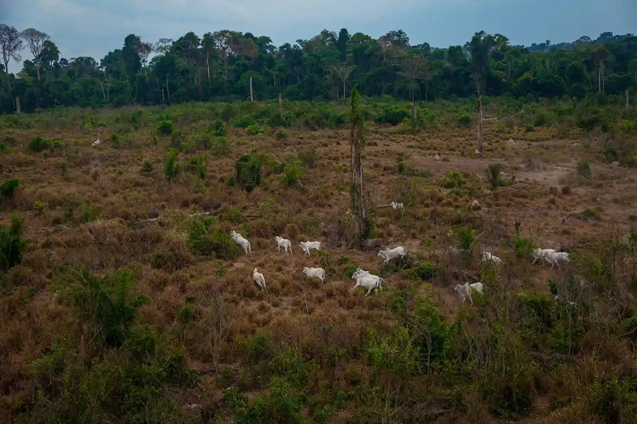 Zonas de pastoreo derivadas de la deforestación ilegal y la ganadería en la selva amazónica. Sustituir la mitad de la carne y la leche por vegetales / SINC