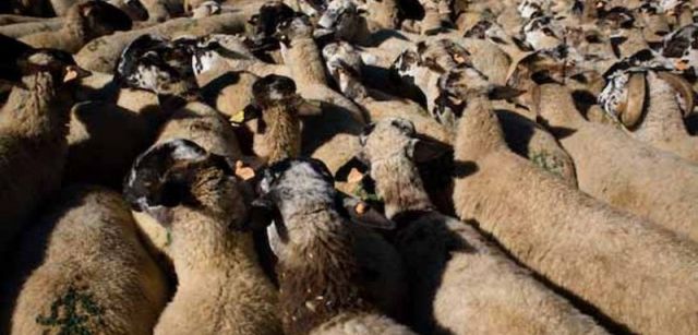 Los veganos critican los métodos de cría de animales para el consumo humano / Foto: Josep Cano