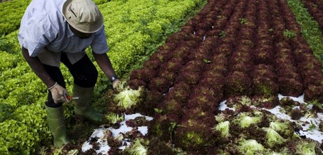 La agricultura consume de 5 a 10 veces menos agua que la ganadería para producir las mismas proteínas / Foto: Josep Cano