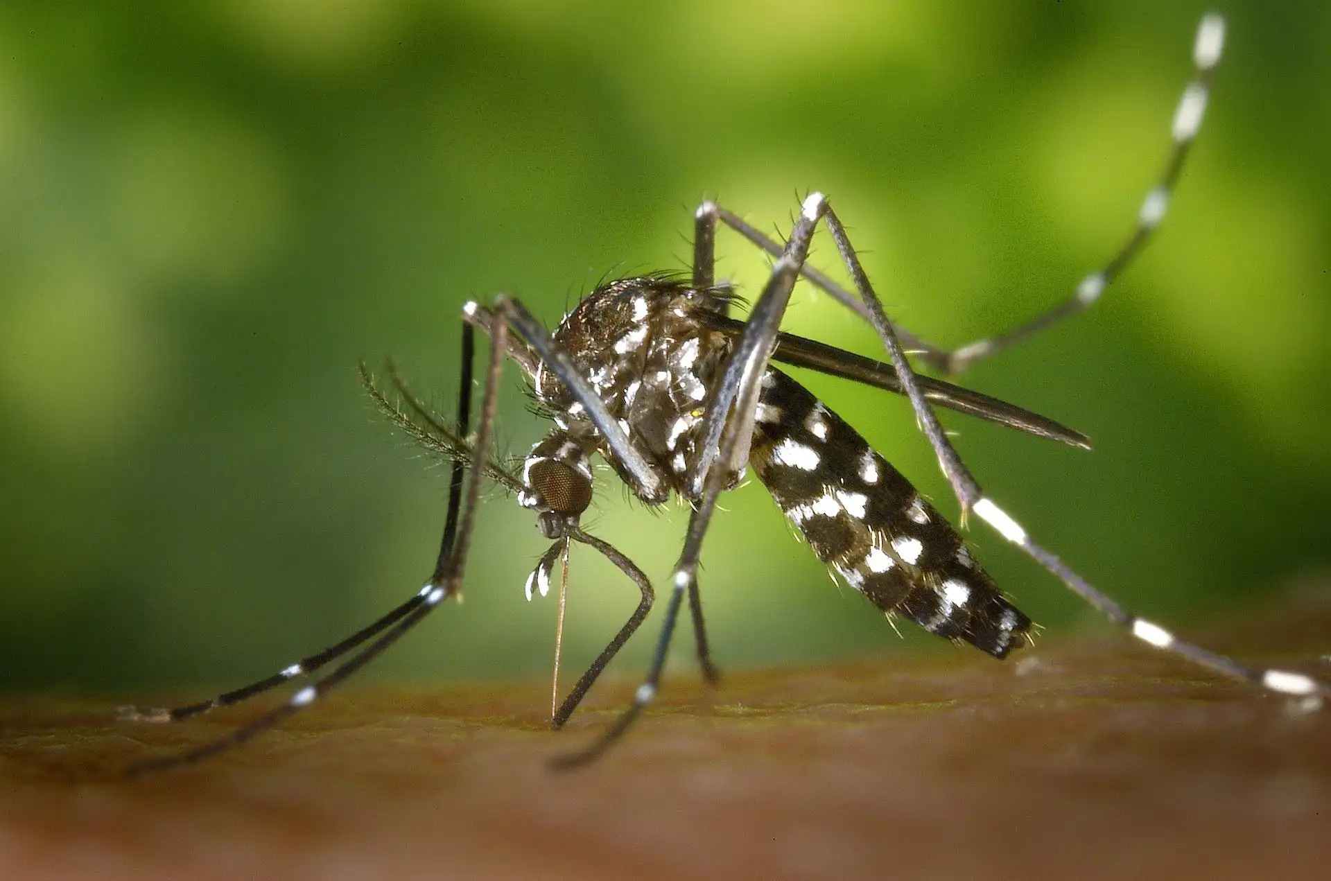 Ejemplar de mosquito tigre sobre superficie. Mosquitos en las ciudades / Foto: PB