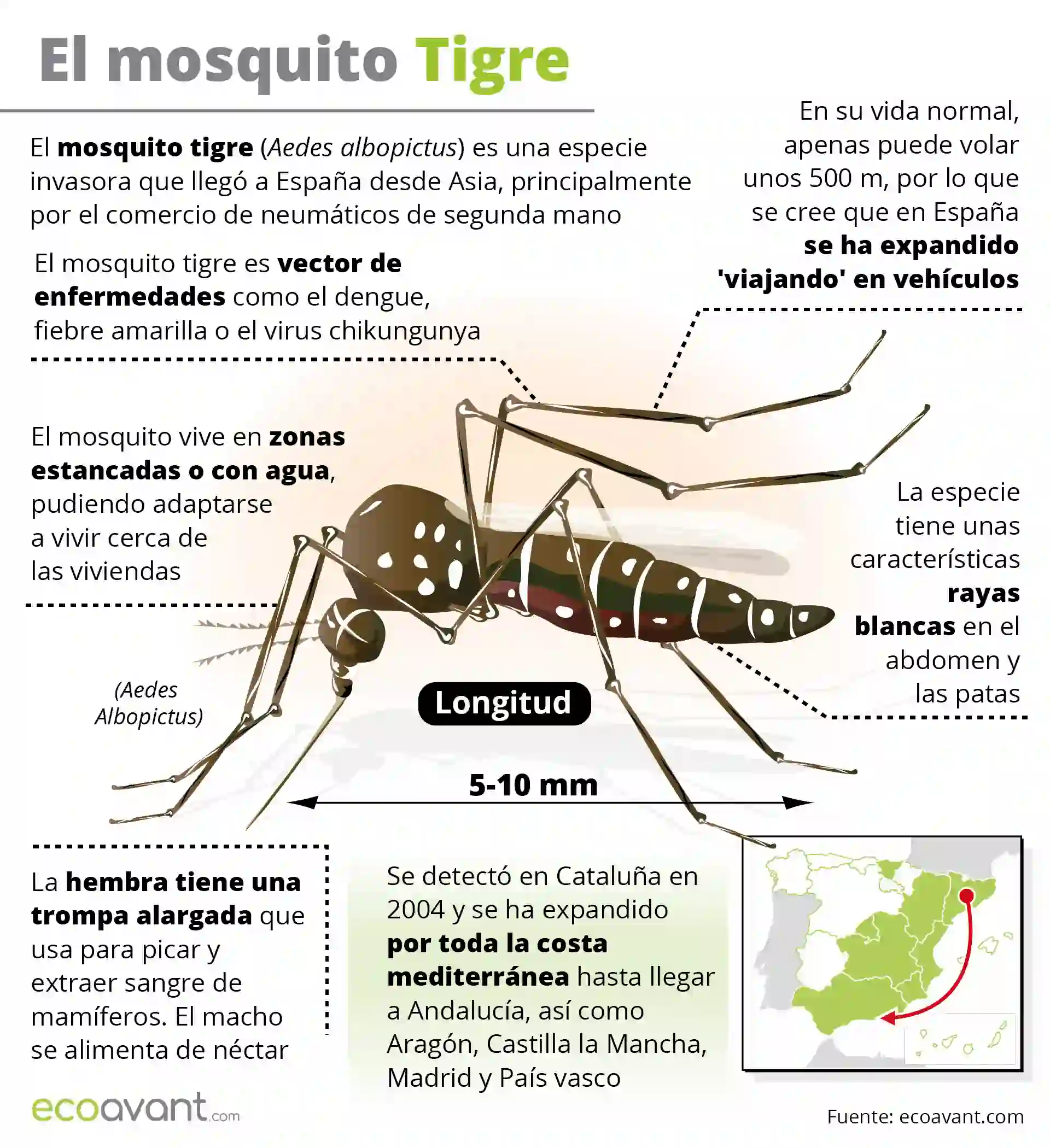 Expansión del mosquito tigre en la Península Ibérica / Infografía: EA