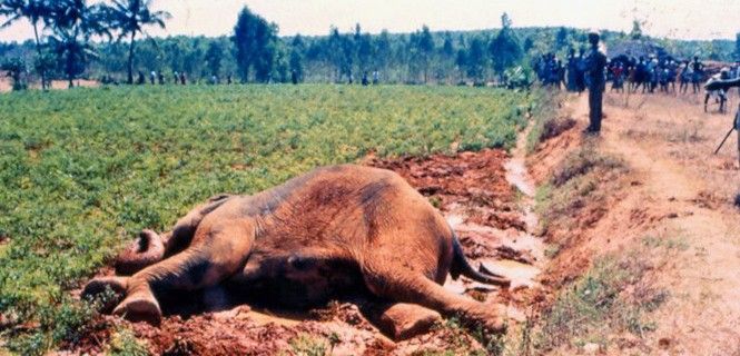 Uno de los muchos elefantes muerto en India en una batida para proteger los cultivos / Foto: Arocha