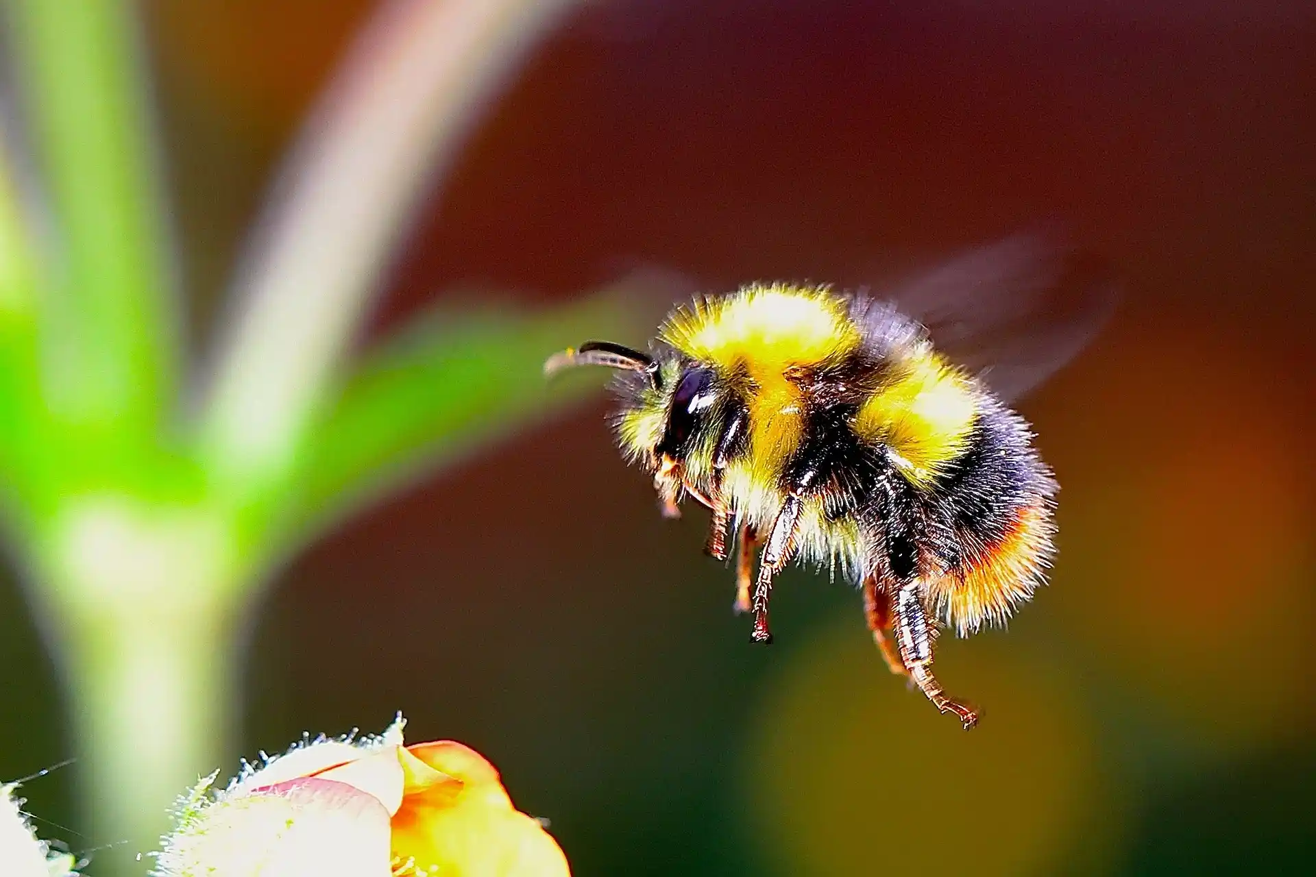 Los abejorros europeos están en riesgo de desaparecer en las próximas décadas. 'El último vuelo' / Foto: PB