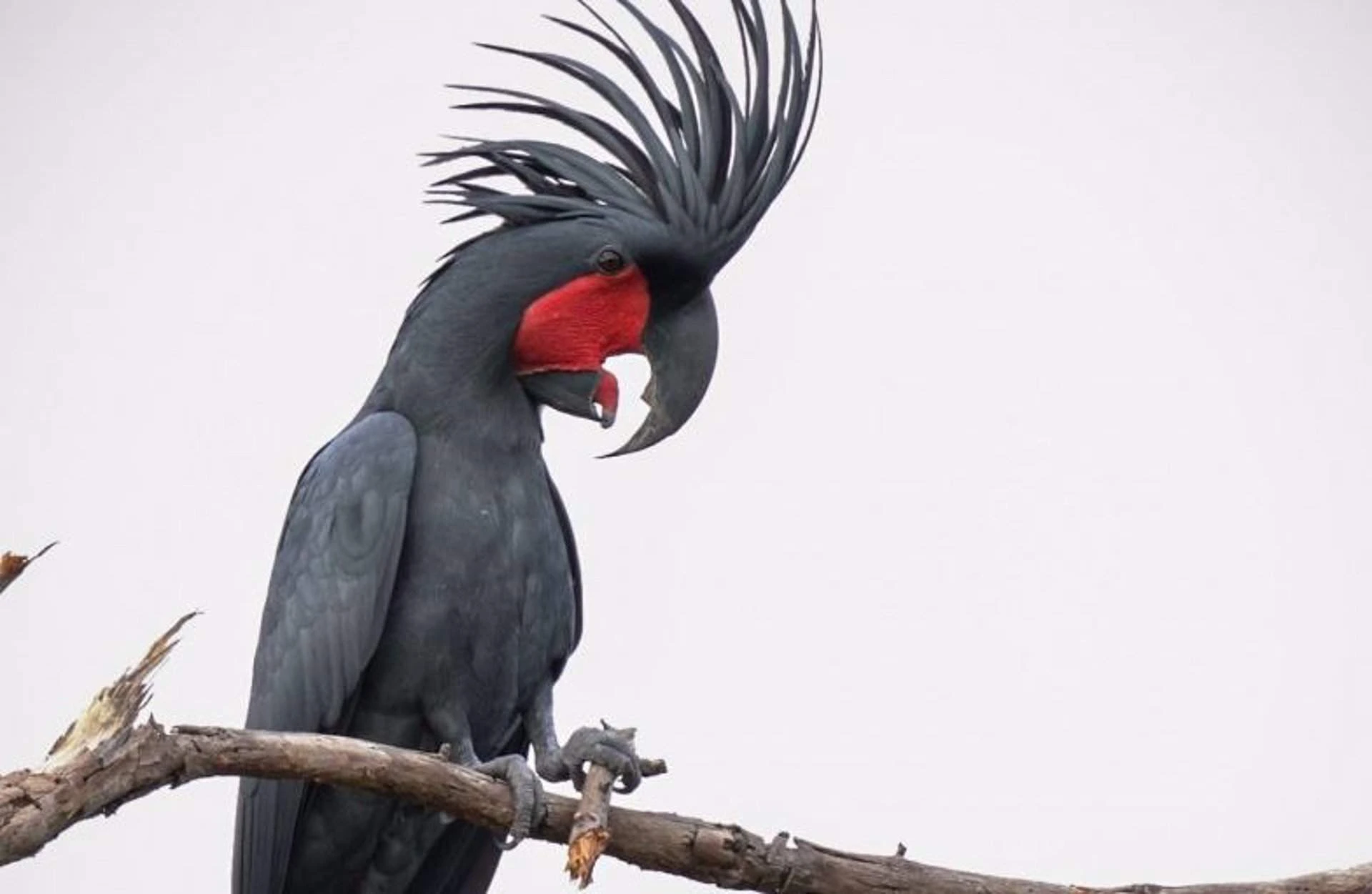 Cacatúa de la palma, 'Probosciger aterrimus' golpeando una rama. Cacatúas australianas fabrican baquetas personalizadas / Foto: Christina Zdenek