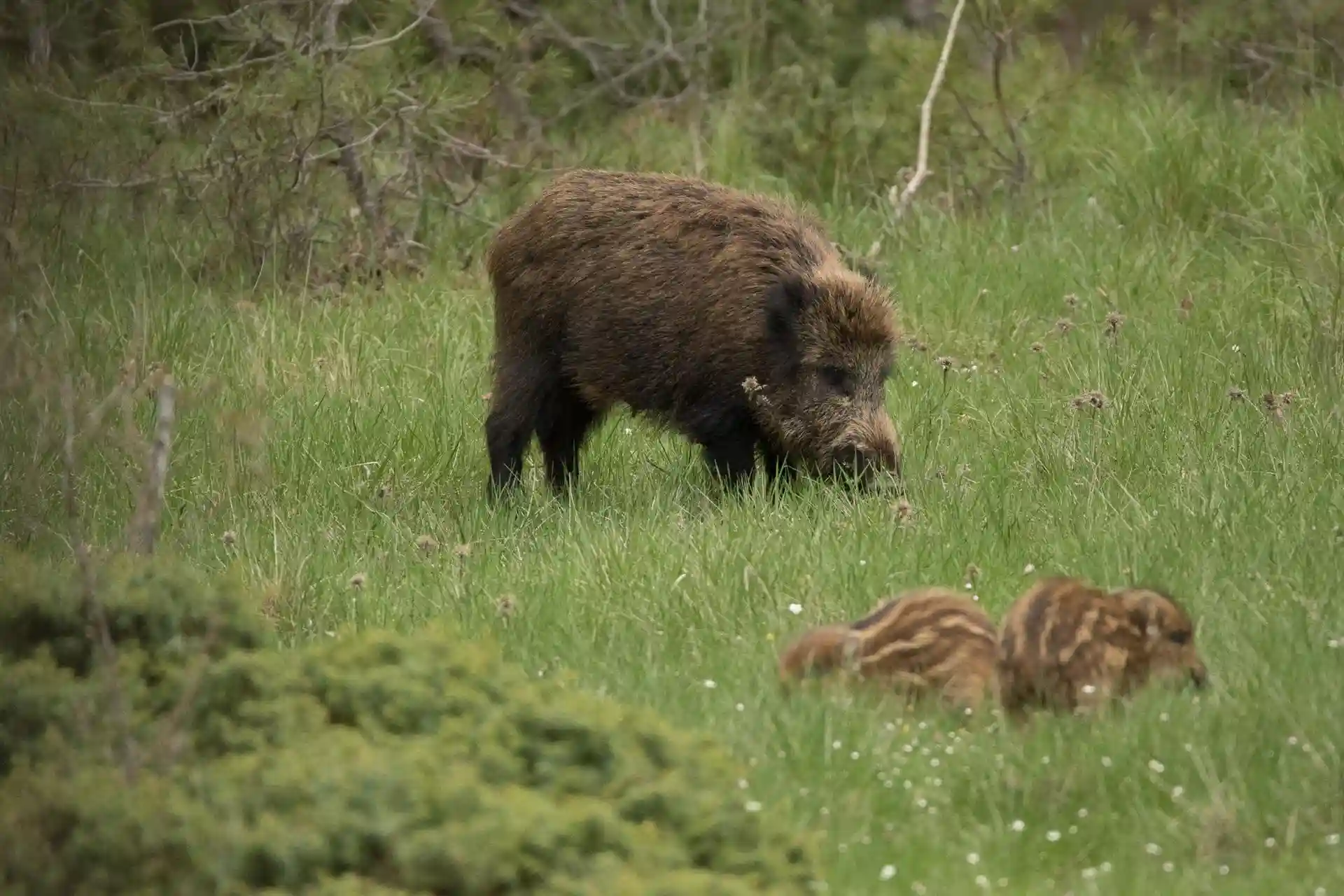 Animalistas critican la política de "caza sin limites al jabalí" en Galicia / Foto: Gonzalo Varas