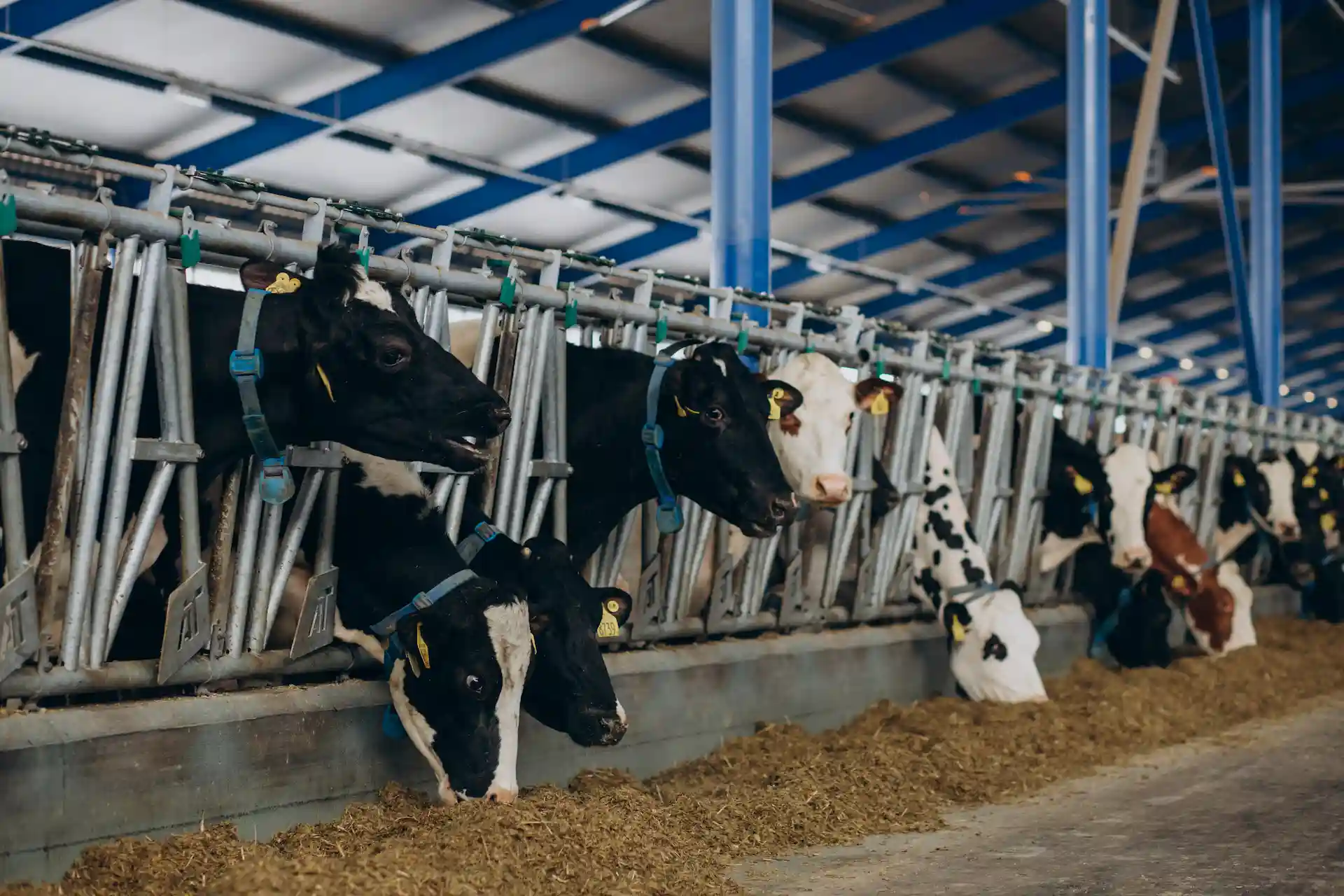 Vacas en una granja. La alimentación, primer factor de la Huella Ecológica en la Unión Europea / Foto: FP