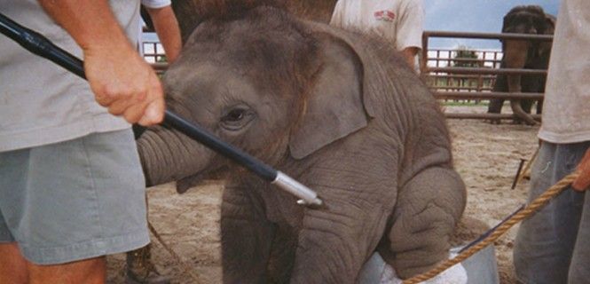 Un bebé elefante es entrenado para sentarse / Foto: http://www.peta.org