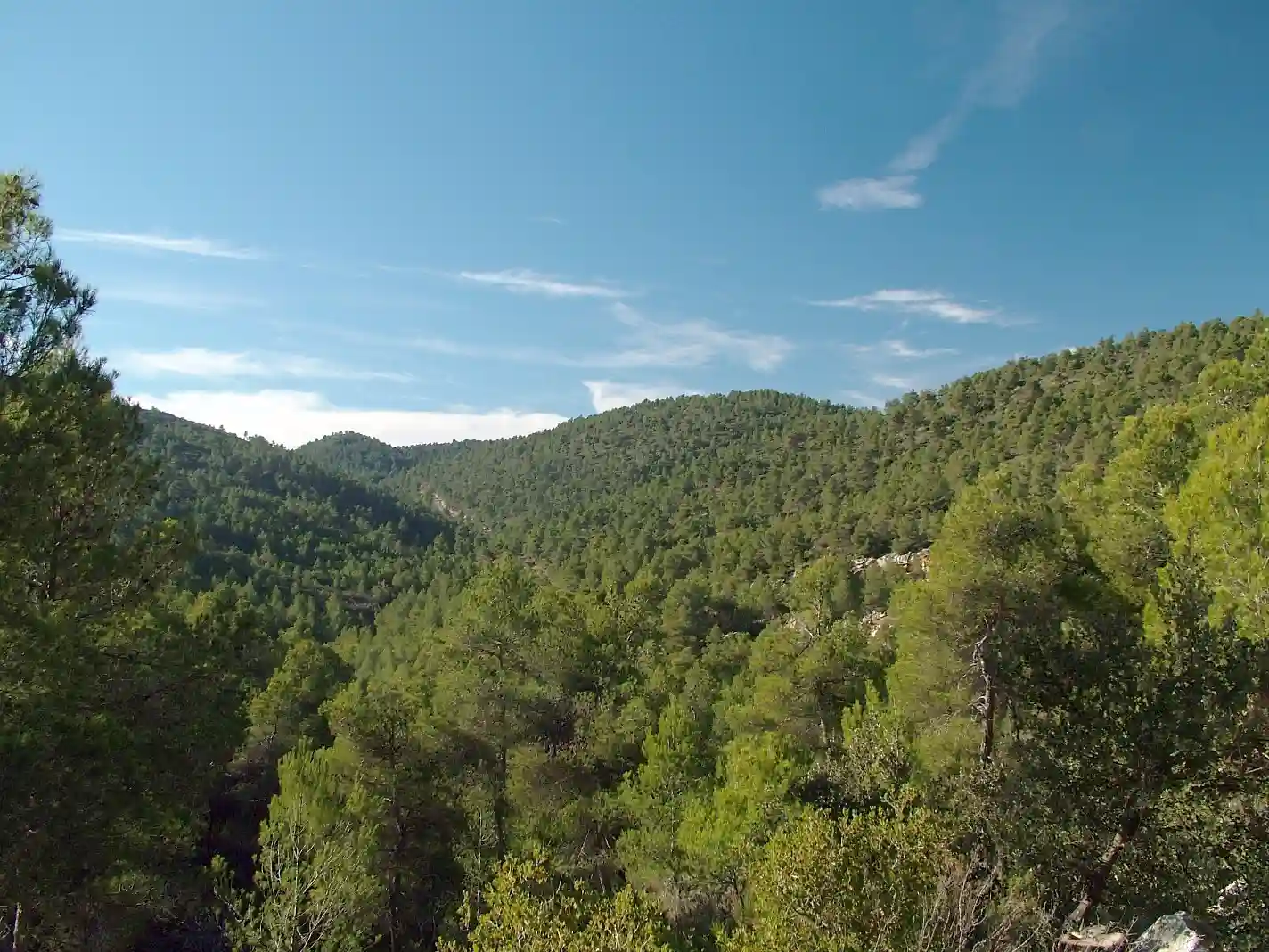 Algunos bosques mediterráneos están en riego por la sequía / Foto: Wikipedia