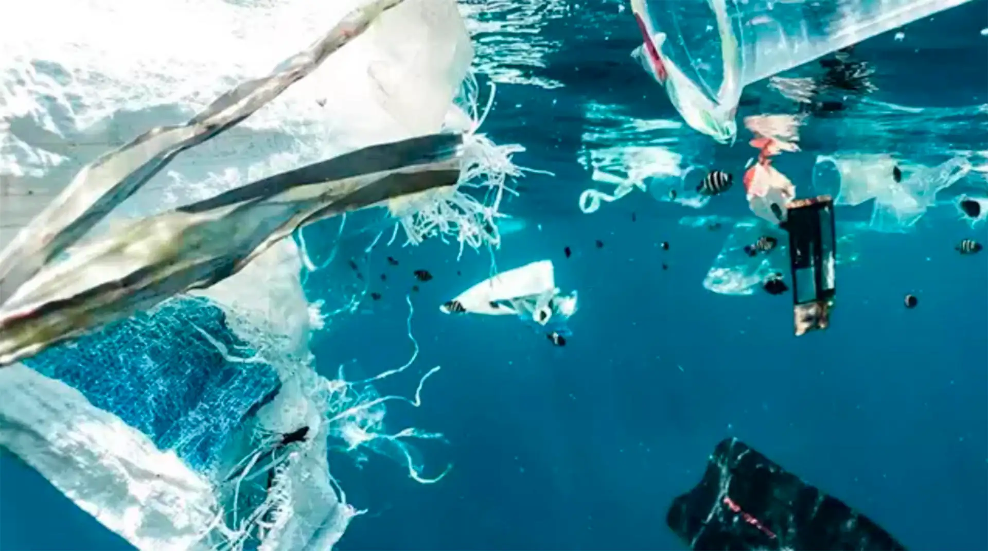 Una bacteria que descompone el plástico en el mar / Foto: EP