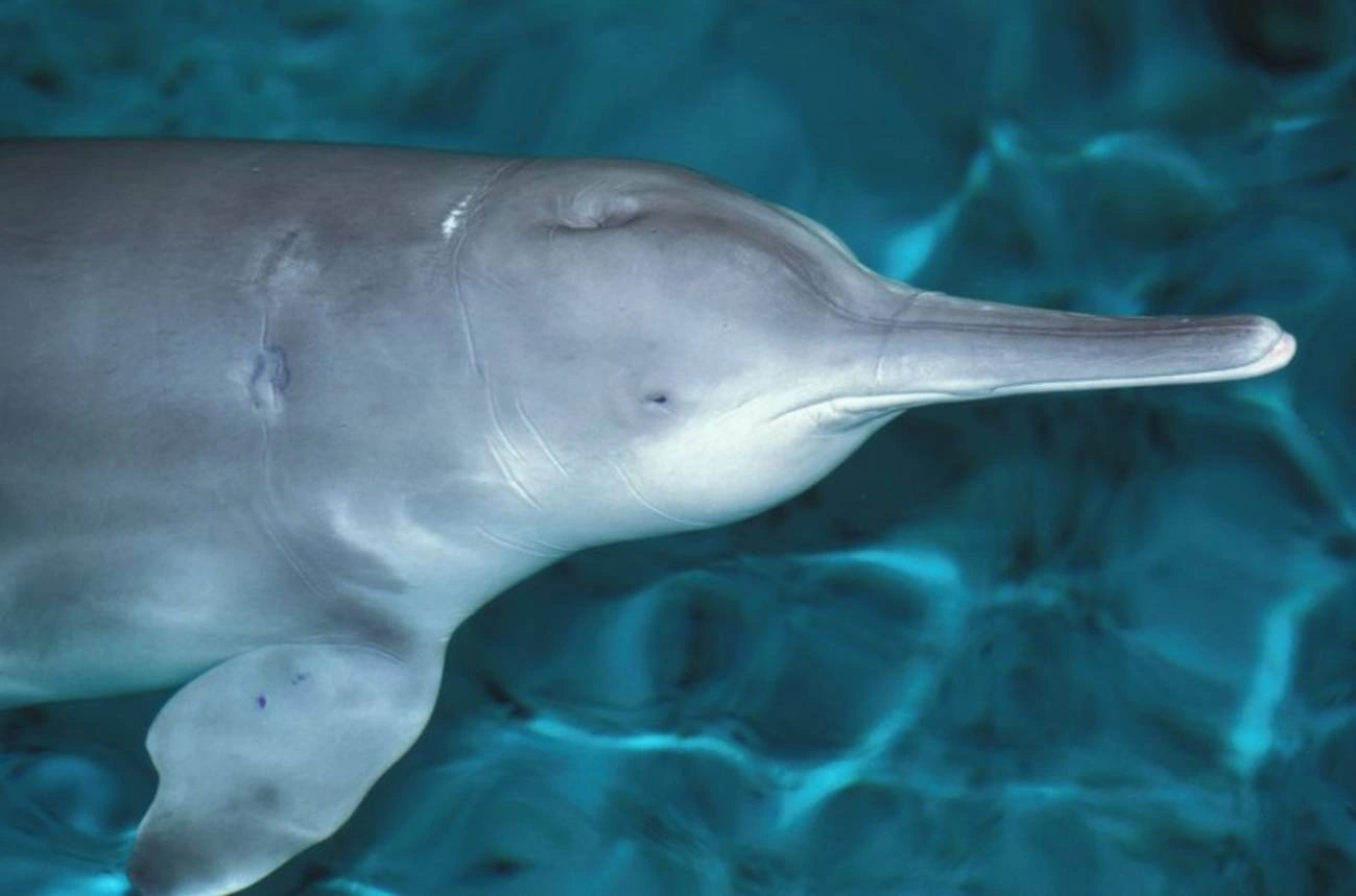El último baiji, o delfín chino de río, confirmado murió en 2002. Ya han desaparecido ramas enteras del árbol de la vida / Foto: Wikipedia