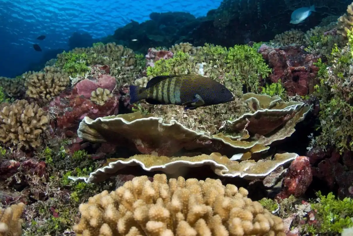 Las olas de calor marinas en aguas profundas afectan a la flora y fauna / Foto: EP