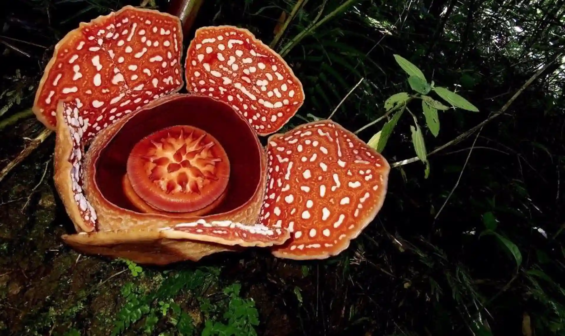 La 'Rafflesia arnoldii', la flor más grande del mundo, altamente amenazada / Foto: Universidad de Oxford