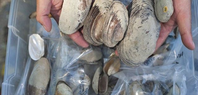 Las conchas de ejemplares de náyade conservadas permiten apreciar su gran tamaño / Foto: Josep Cano