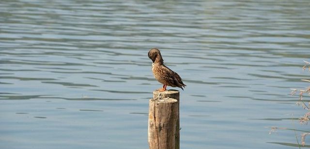 Banyoles es el hábitat de numerosas aves acuáticas, como esta hembra de ánade real / Foto: Josep Cano